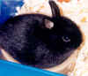 Tim le lapin de Clm