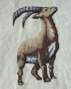 Bouquetin