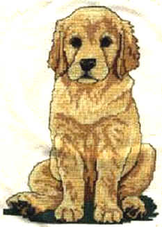 chiot labrador